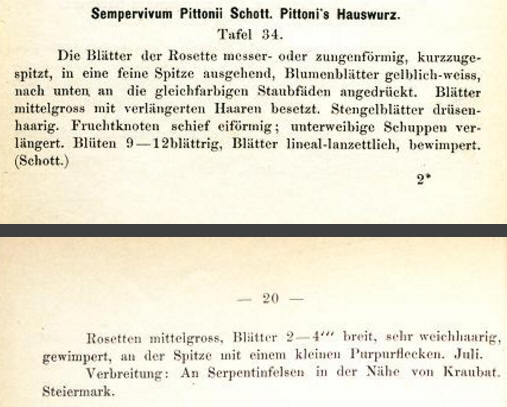 Sempervivum Pittonii Schott. Pittoni•s Hauswurz. 
